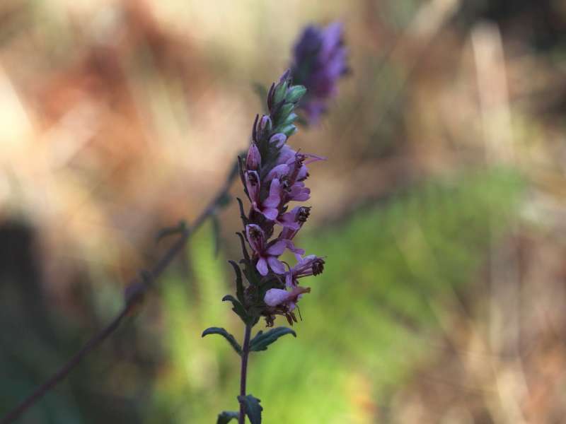 Calabria - Odontites vulgaris
